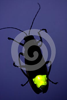 Flashing Firefly - Lightning Bug