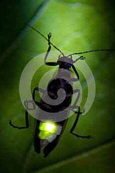 Flashing Firefly - Lightning Bug
