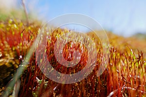 Flashing red moss in winter