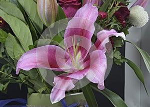 Flashpoint pink and white Oriental Trumpet Lily closeup