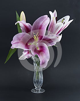 Flashpoint purple, pink and white Oriental Trumpet Lily in a crystal vase on black