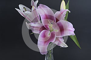 Flashpoint purple, pink and white Oriental Trumpet Lily in a crystal vase on black