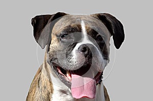 Flashy brindle boxer dog portrait with tongue sticking out on plain grey background
