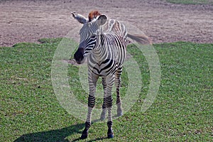 Flashy Grant's Zebra Baby