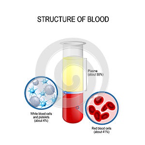 Flask with blood components: red and white blood cells, plasma, and platelets