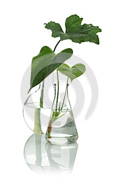 Flasks with exotic plants isolated on white