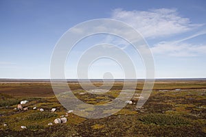 Flat arctic landscape in the summer with blue skies