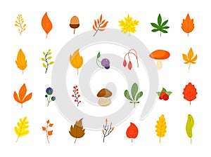 Flat autumn forest elements. Leaves berries icons, graphic leaf. Oak marple foliage. Acorn and rowan berry, thanksgiving