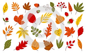 Flat autumn leaves, harvest seasonal leaf. Isolated foliage and berries, fall forest tree elements. Marple, oak and