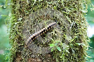 Flat-backed millipede on tree