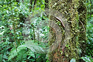 Flat-backed millipede on tree