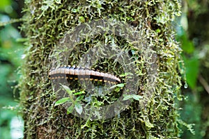 Flat-backed millipede on tree