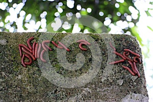 The flat-backed millipedes on the wall