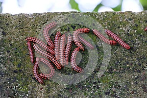 The flat-backed millipedes on the wall