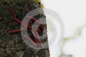 The flat-backed millipedes on the wall