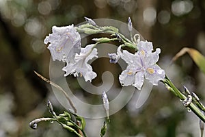 Flat bamboo flowers