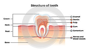 Flat Banner Vector Structure Tooth Infographics