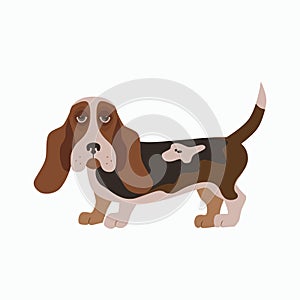 Flat basset hound pet illustration.