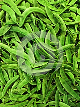 Flat beans Harvesting