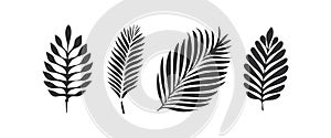 Flat Beautiful palm tree leaf set silhouette icon. Vector illustration set