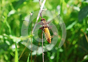 Female flat-bellied dragonfly in its natural environment. Libellula depressa. photo