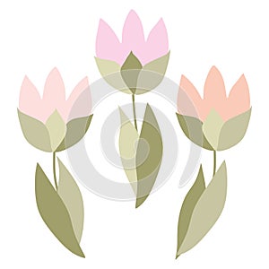 Flat Blooming Tulips Isolated on White background. Cartoon Blossom Flowers for Design Art, Greeting Card, Sticker, Paper Print,