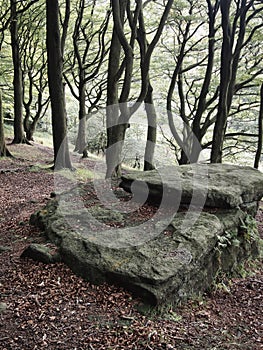 Flat boulder in front of a forest hillside background with tall beech trees against the light