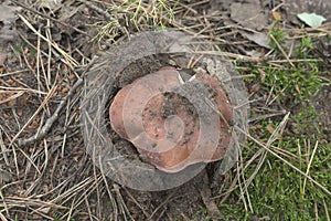 A flat brown cap of Gyroporus castaneus photo