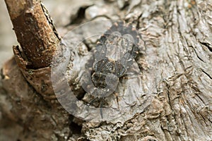 Flat bug, Aradus betulinus on wood