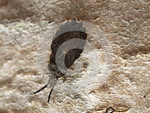 Flat bug, Aradus betulinus on wood