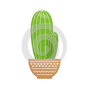 Flat cacti. Green cactus isolated on white background. Design element
