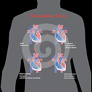 Flat Cardiac heart cycle in human body grey sihluette isolated on black background. vector illustration.