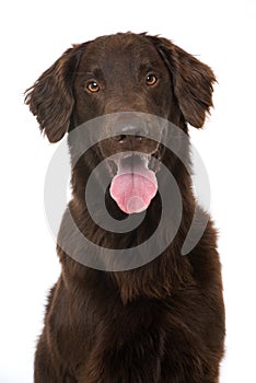 Flat Coated Retriever