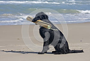 Flat Coated Retriever with beach mat