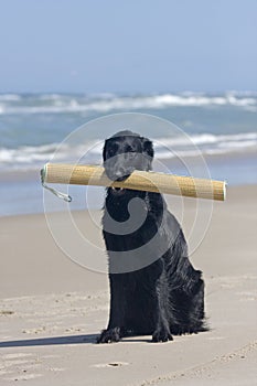 Flat Coated Retriever with beach mat