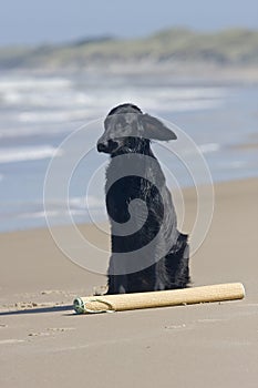 Flat Coated Retriever with beach mat