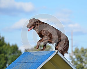 Flat-Coated Retriever at Dog Agility Trial