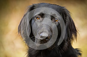 Flat coated Retriever dog portrait