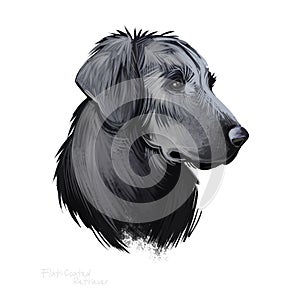 Flat-Coated Retriever, Flatcoat, Flattie, Flatte, Flatt dog digital art illustration isolated on white background. UK origin