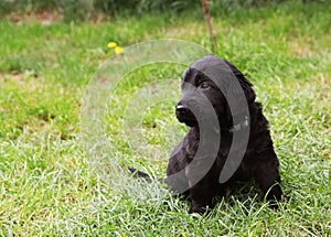 Flat coated retriever puppy