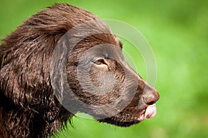 Flat Coated Retriever Puppy