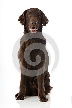 Flat Coated Retriever