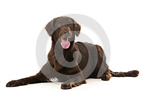 Flat Coated Retriever