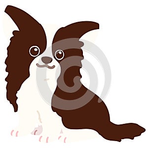 Flat colored dark brown chihuahua sitting