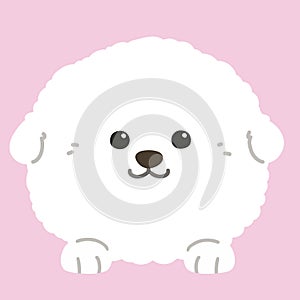 Flat colored white Bichon Frise front face with paws photo