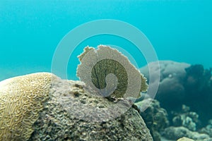 Flat Coral Leaf