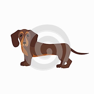 Flat dachshund pet illustration.