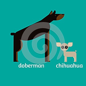 Flat dog characters set, cartoon pet animal collection chihuahua and doberman