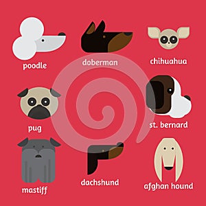 Flat dog characters set, cartoon pet animal collection chihuahua, doberman, mastiff, afgan greyhound, st bernard, pug, poodle