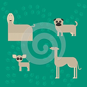 Flat dog characters set, cartoon pet animal collection chihuahua, pug and afgan greyhound